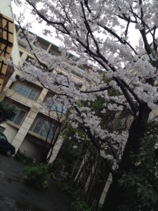 写真sakura